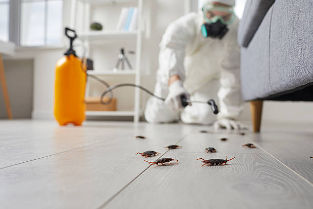 Post-Treatment Bed Bug Interceptor Monitoring in Wynne